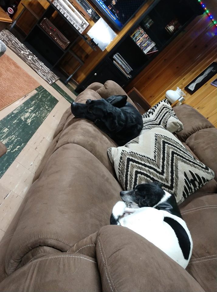 Pet33.jpg